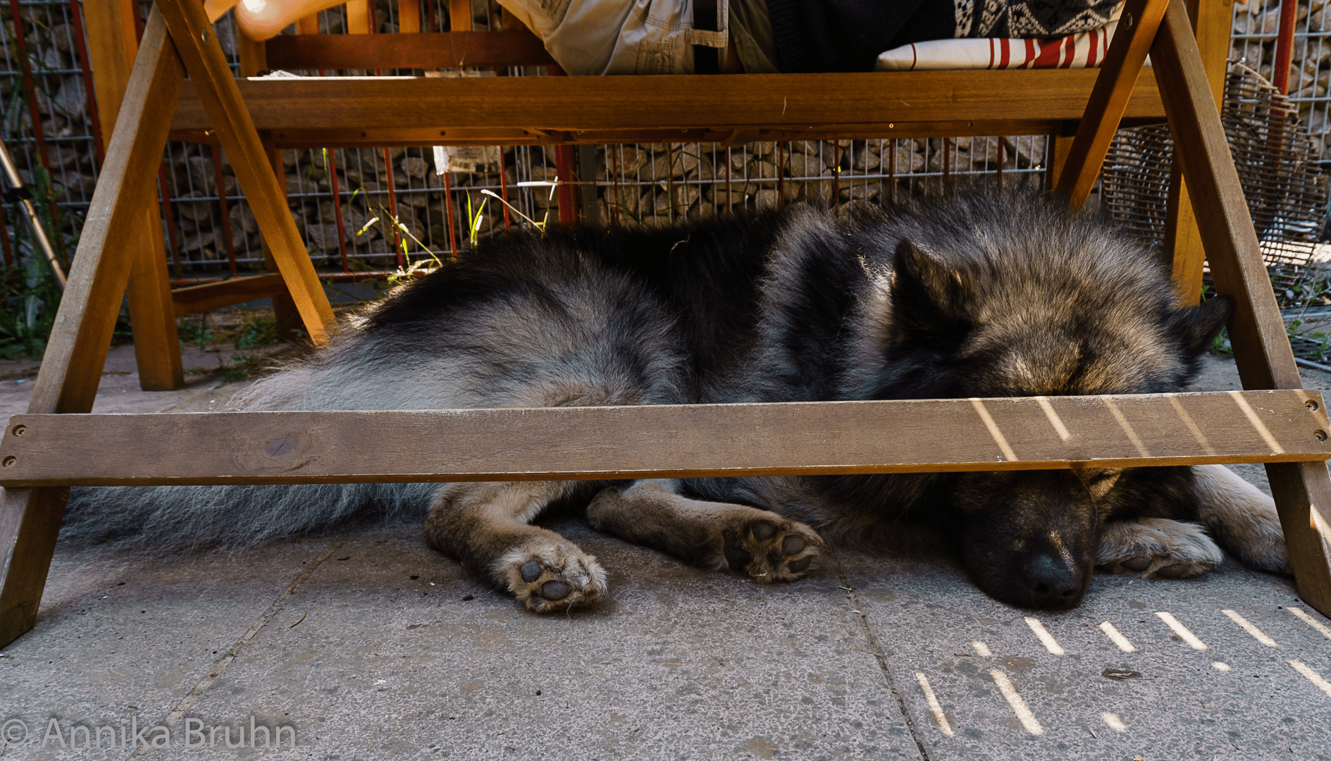 Q entspannt unter dem Tisch